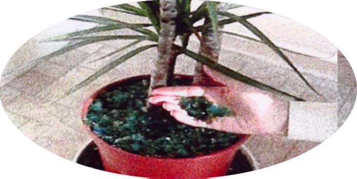 Plant Pots